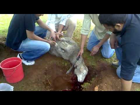 qurbani2 -