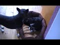 Poesje likt hondje