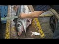 Tokyo's Tsukiji Fish Market