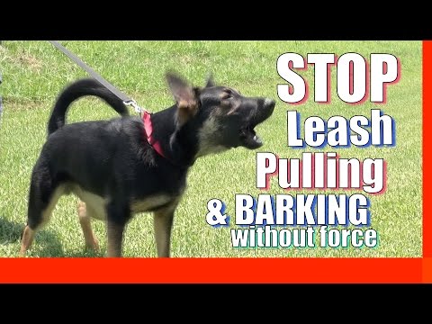 How to Train an EXCITED, PULLING, BARKING DOG to LISTEN AROUND Distractions Without Force