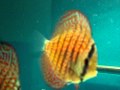 Guarda video