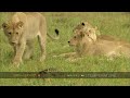 monitor_lizard_fends_off_lion_cubs