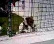 dj znobia dog dancing