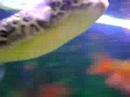 Mr.P the MBU Puffer chasing handfed Lance fish
