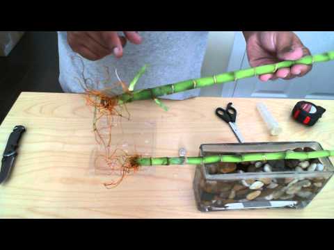 how to fertilize bamboo in water
