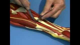 Surgical approaches to the upper limb