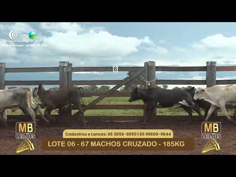 534� LEIL�O VIRTUAL MB LEIL�ES