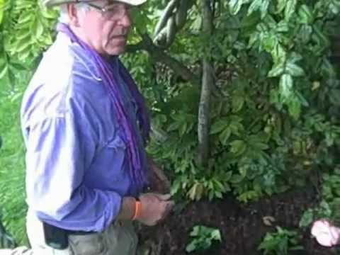 how to plant violets