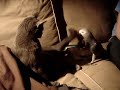 Pepperoni - african grey parrot and cat playing
