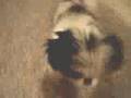 Japanese Chin video