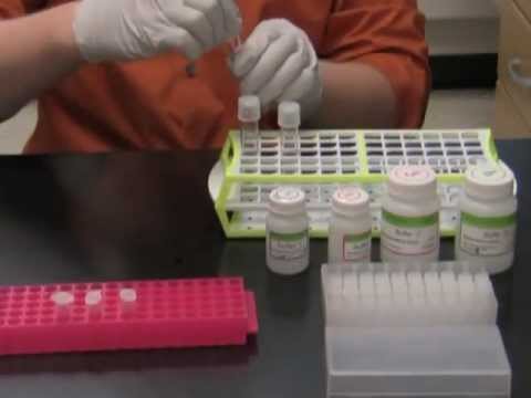 how to isolate plasmid dna from e coli