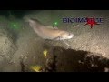 The deep-sea life in - 250 m. Subtitles-Translate.