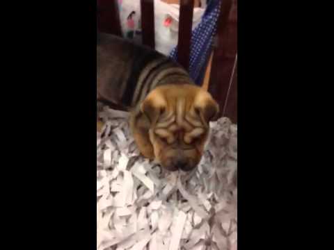 Gorgeous Ori-Pei Puppy available now