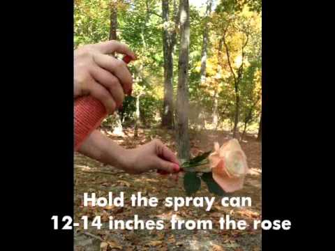 how to dye white roses