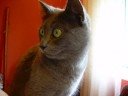 mi gata