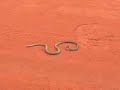 Kigy� ( Snake )