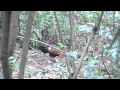 Pikat Ayam Hutan# 2