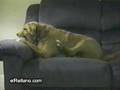 perro rabioso