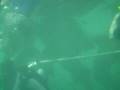 Curacao Sea Aquairum Giant Turtles