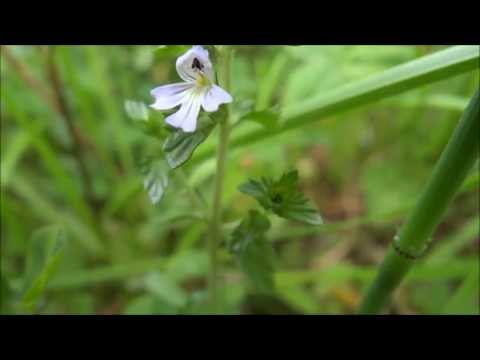 how to harvest eyebright