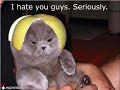 Funny Cats 2 The Double Dose (Extremely Funny)!