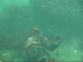 videos de Spearfishing on a cold winter day! - Denmark