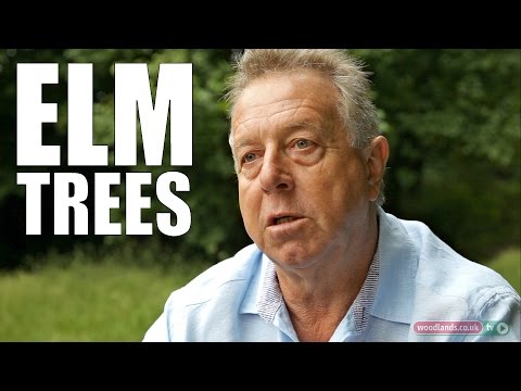 how to identify an elm tree