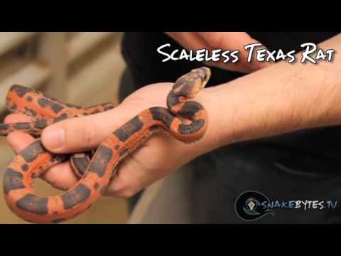 snake