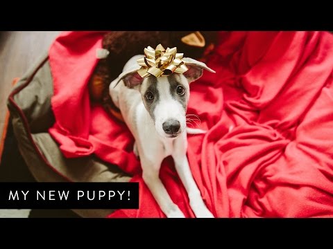 Say Hello to my NEW Puppy!