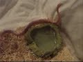 Better look at Gumball! ~ snow/bubblegum corn snake