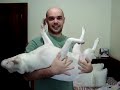 Rakelly - O c�o \"quase\" gato!!