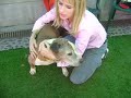 WANTED: SOFT BED AND LOVING HEART!! Sweet, gentle Senior dog needs a home ASAP!
