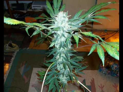 how to grow ak 47 weed