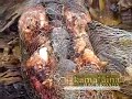 Kalua Pig in Pepe\ Kalua Pig in Pepe\