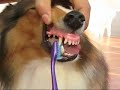 豐豐教刷牙