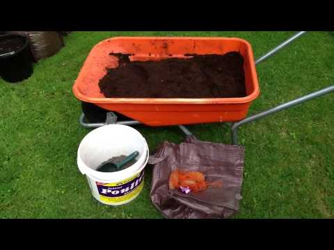 how to grow new potatoes for xmas