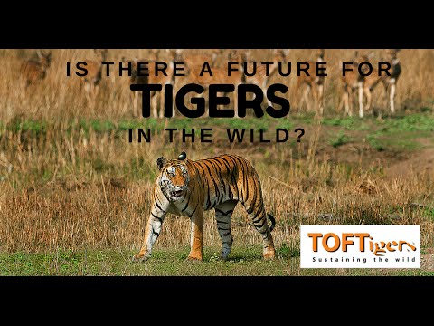 Julian Matthews – TOFTigers
