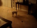 GET THAT LASER