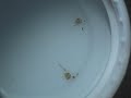 Angel fish wigglers spawned 5 days ago. Angel fish wigglers spawned 5 days ago.