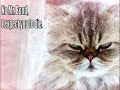 Super Funny cats 6