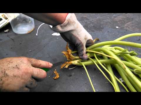 how to cut zucchini off the vine