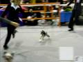 DSCF5631.AVI
