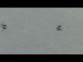 midges dancing