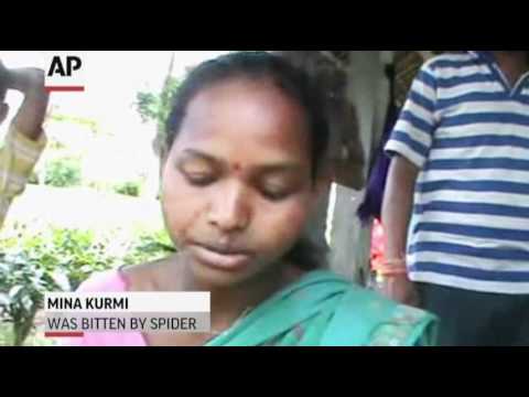 Poisonous Spiders Invade Indian Village photo Poisonous Spiders Invade Indian Village picture
