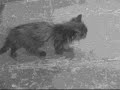 puska-rusiko-true.wmv puska-rusiko-true.wmv