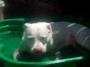 picture of bently our pittbull in the bath......keep watching really closely to see what happens its hiarious!!!!!!!!!