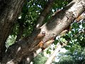 Cicadas unleashed Cicadas unleashed