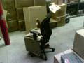 videos de Honda Civic SI ((warehouse-made))