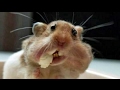 TRY TO HOLD YOUR LAUGH CHALLENGE - Super funny ANIMAL videos! TRY TO HOLD YOUR LAUGH CHALLENGE - Super funny ANIMAL videos!