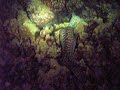 eel_strikes.mov